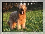 Owczarek francuski Briard, j�zyk